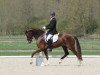 dressage horse Friendscout (Hanoverian, 2011, from Fuechtels Floriscount OLD)