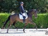 dressage horse Addict de Massa (Portuguese Sporthorse, 2010, from San Amour I)