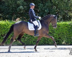 dressage horse Addict de Massa (Portuguese Sporthorse, 2010, from San Amour I)