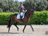 Dressurpferd Actuelle de Massa (Lusitano, 2010, von Pastor)