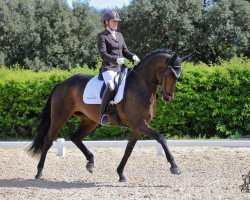 Dressurpferd Actuelle de Massa (Lusitano, 2010, von Pastor)