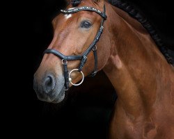 stallion Airoso (Pura Raza Espanola (PRE), 2007, from Imperioso XXVIII)