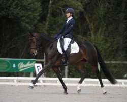 dressage horse Querida de Hus (Hanoverian, 2011, from Quaterback)