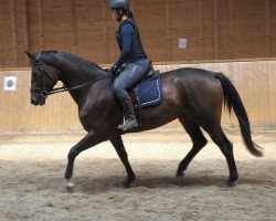 Pferd Elfenwora (Trakehner, 2013, von Rastenberg)