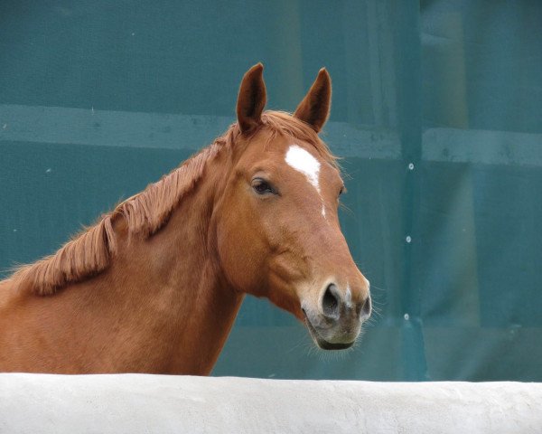 dressage horse Ginger 862 (unknown, 2005)