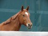 dressage horse Ginger 862 (unknown, 2005)