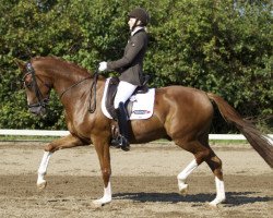 dressage horse Goerklintgaards Quater Boy (Danish Warmblood, 2009, from Quaterback)