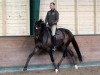 dressage horse Slaebaekgaard's Santino (Danish Warmblood, 2009, from Sir Donnerhall I)