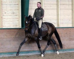 Dressurpferd Slaebaekgaard's Santino (Dänisches Warmblut, 2009, von Sir Donnerhall I)