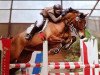 jumper Maurice 119 (Trakehner, 2000, from Abisko)