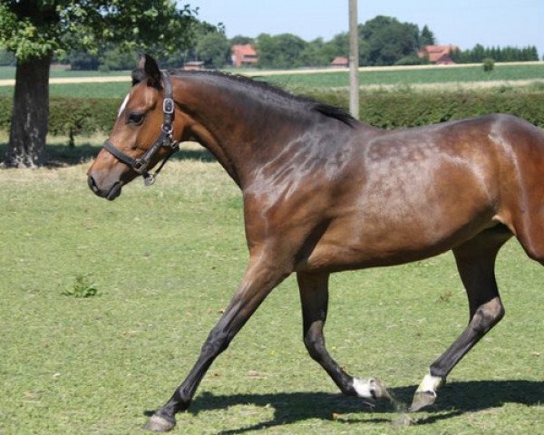 dressage horse Jiggadee (German Riding Pony, 2010, from Vincente)
