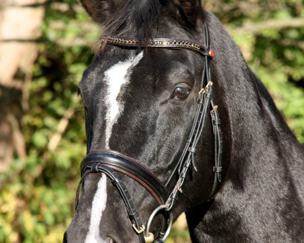 dressage horse Flavia 53 (Hanoverian, 2005, from Fabriano)