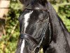 dressage horse Flavia 53 (Hanoverian, 2005, from Fabriano)