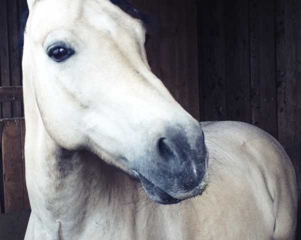 Deckhengst Singold's Journnee (Welsh-Cob (Sek. C), 2002, von Menai JR Junior)