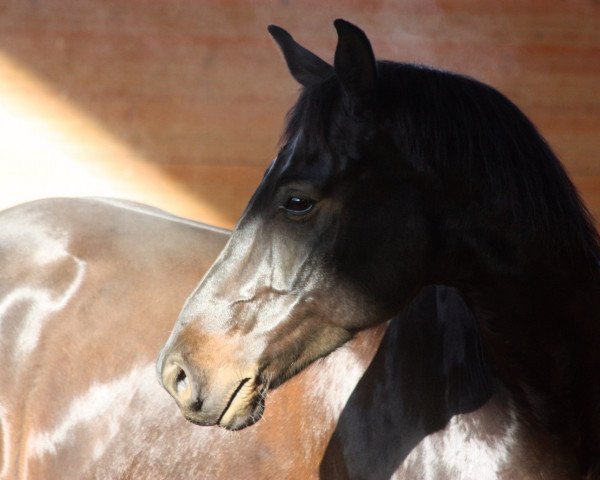 dressage horse Rubino (Hanoverian, 2006, from Rubinero 2)