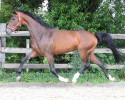 jumper Ilyarite (KWPN (Royal Dutch Sporthorse), 2013, from Dexter R)