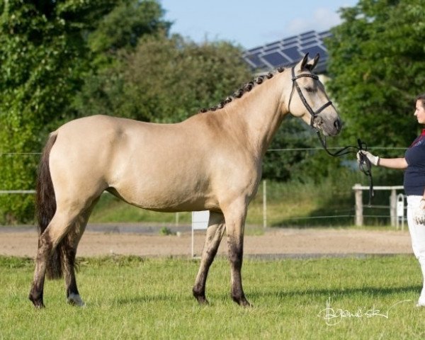 dressage horse Grenzhoehes Germaine (German Riding Pony, 2013, from Diors Daikiri)