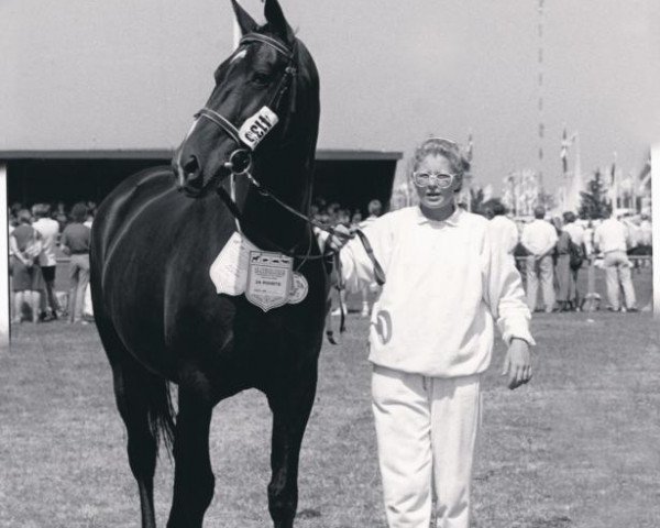 Zuchtstute Ann af Hvarre (Dänisches Warmblut, 1983, von Aleksander)