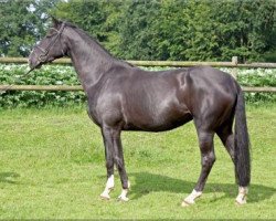 broodmare Donaza (Oldenburg, 2006, from Don Primero)