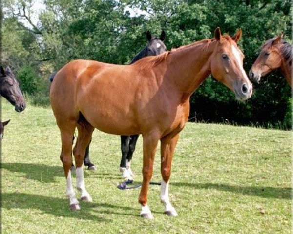 broodmare Danse de Feu (Oldenburg, 2006, from Donnerball)