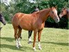 broodmare Danse de Feu (Oldenburg, 2006, from Donnerball)