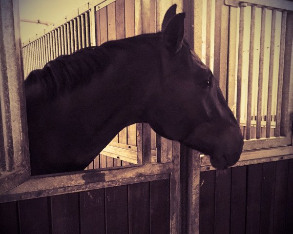 dressage horse Fürst von Kanone (Rhinelander, 2012, from Feedback 16)