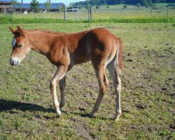 Zuchtstute Lilly (Quarter Horse, 2016, von Pines Major)