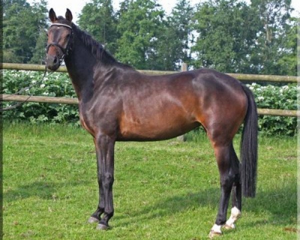 broodmare Quantas 20 (Hanoverian, 2009, from Quaterback)