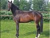 broodmare Quantas 20 (Hanoverian, 2009, from Quaterback)