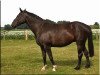 broodmare Piaza (Oldenburg, 1995, from Pik Bube I)