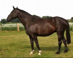 broodmare Piaza (Oldenburg, 1995, from Pik Bube I)