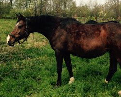 broodmare Grace (Westphalian, 2000, from Lord Pezi)