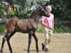 dressage horse Maledetta Primavera (Westphalian, 2016, from E.H. Millennium)