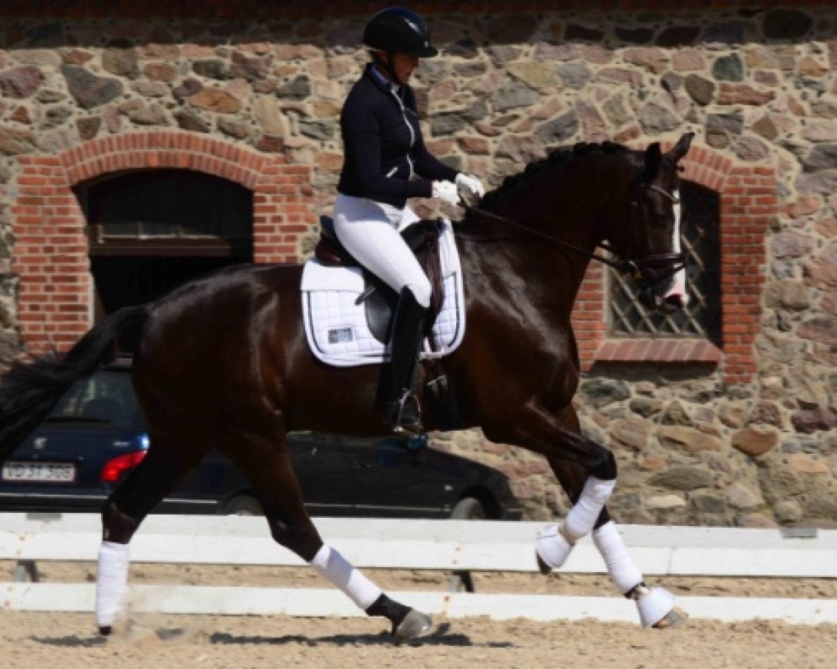 dressage horse Wilson Stensvang (Danish Warmblood, 2010, from Wilkens)