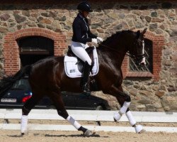 dressage horse Wilson Stensvang (Danish Warmblood, 2010, from Wilkens)