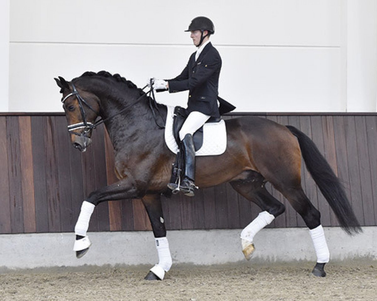 Deckhengst Galleria's Vincent Maranello (Dänisches Warmblut, 2010, von Zack)