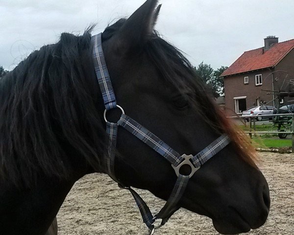 Pferd Dutch (New-Forest-Pony, 2011, von Mastwood Pepperson)