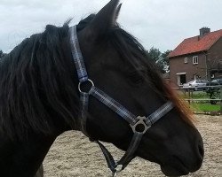 horse Dutch (New Forest Pony, 2011, from Mastwood Pepperson)