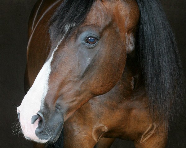 horse Racine (German trotters, 1990, from Tannhäuser)