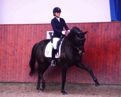 dressage horse Kipling TSF (Trakehner, 2010, from Hofrat)