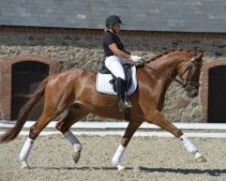 dressage horse Kut 'n' Move (Danish Warmblood, 2011, from Imperio 3)