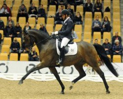 dressage horse Rockson (Danish Warmblood, 2011, from Rockefeller)