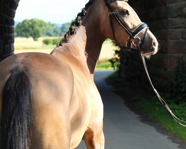 dressage horse Crispino de Luxe ZH (German Riding Pony, 2012, from FS Champion de Luxe)