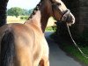 dressage horse Crispino de Luxe ZH (German Riding Pony, 2012, from FS Champion de Luxe)