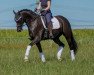 dressage horse Gandhi's little boy (Hanoverian, 2015, from Gandhi)