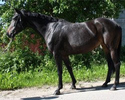 horse Ondina D (Bayer, 2004, from Luberon)