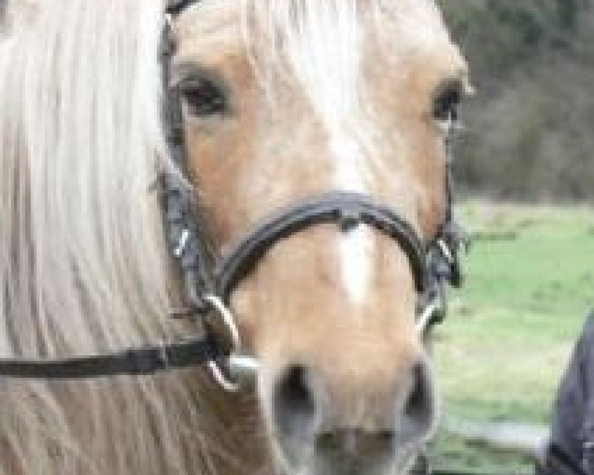Zuchtstute Gina (Welsh Pony (Sek.B), 1993, von York von Rock Grey)