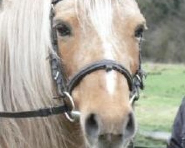 Zuchtstute Gina (Welsh Pony (Sek.B), 1993, von York von Rock Grey)