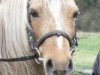 Zuchtstute Gina (Welsh Pony (Sek.B), 1993, von York von Rock Grey)