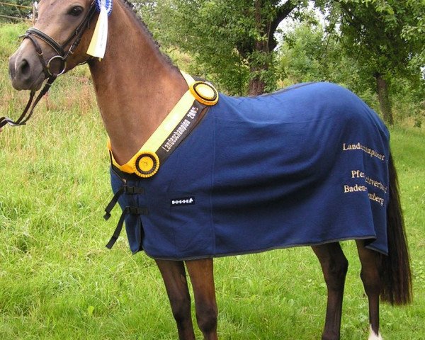 dressage horse Bajazzo (German Riding Pony, 2002, from Bazooka)